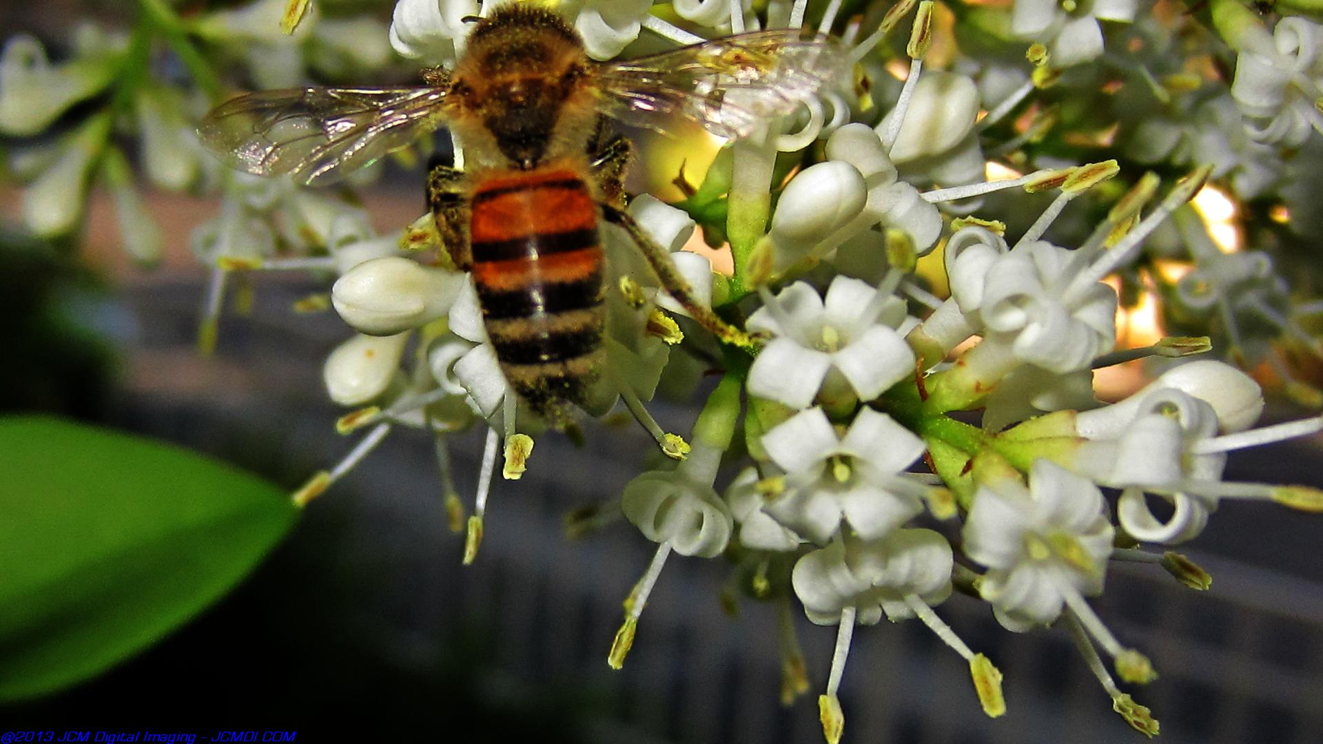 Honeybees on white flowers 